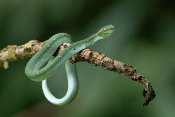 lęk przed wężami, wąż na drzewie