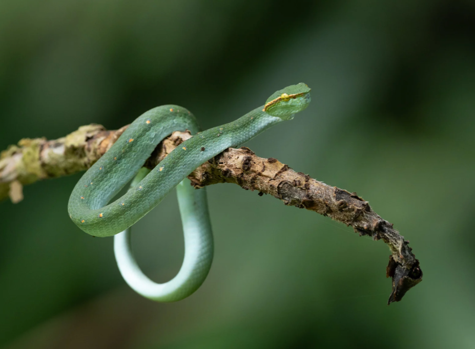 lęk przed wężami, wąż na drzewie